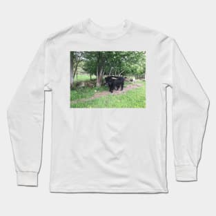 Scottish Highland Cattle Bull 2403 Long Sleeve T-Shirt